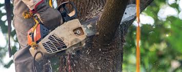 Best Tree Health Inspection  in East Ithaca, NY