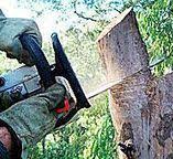 Best Tree Maintenance Programs  in East Ithaca, NY