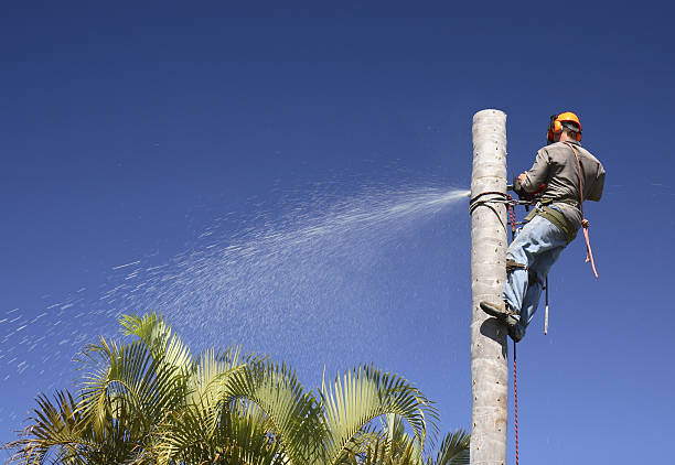 How Our Tree Care Process Works  in  East Ithaca, NY