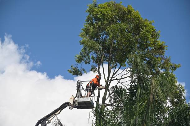 Reliable East Ithaca, NY Tree Care Solutions