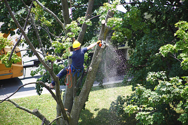 Best Palm Tree Trimming  in East Ithaca, NY